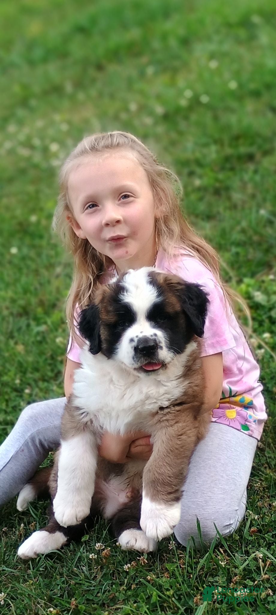 Saint Bernard dogs Saint Bernard 1 - Ad 1