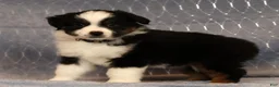 Miniature Australian Shepherd dogs for sale: Franklin - Ad 2