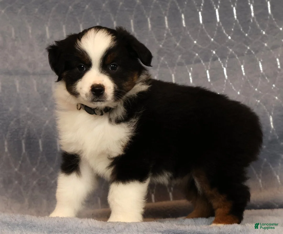 Miniature Australian Shepherd dogs for sale: Franklin - Ad 2