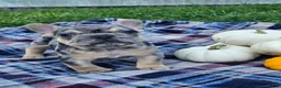 French Bulldog dogs for sale: Quarter - Ad 2
