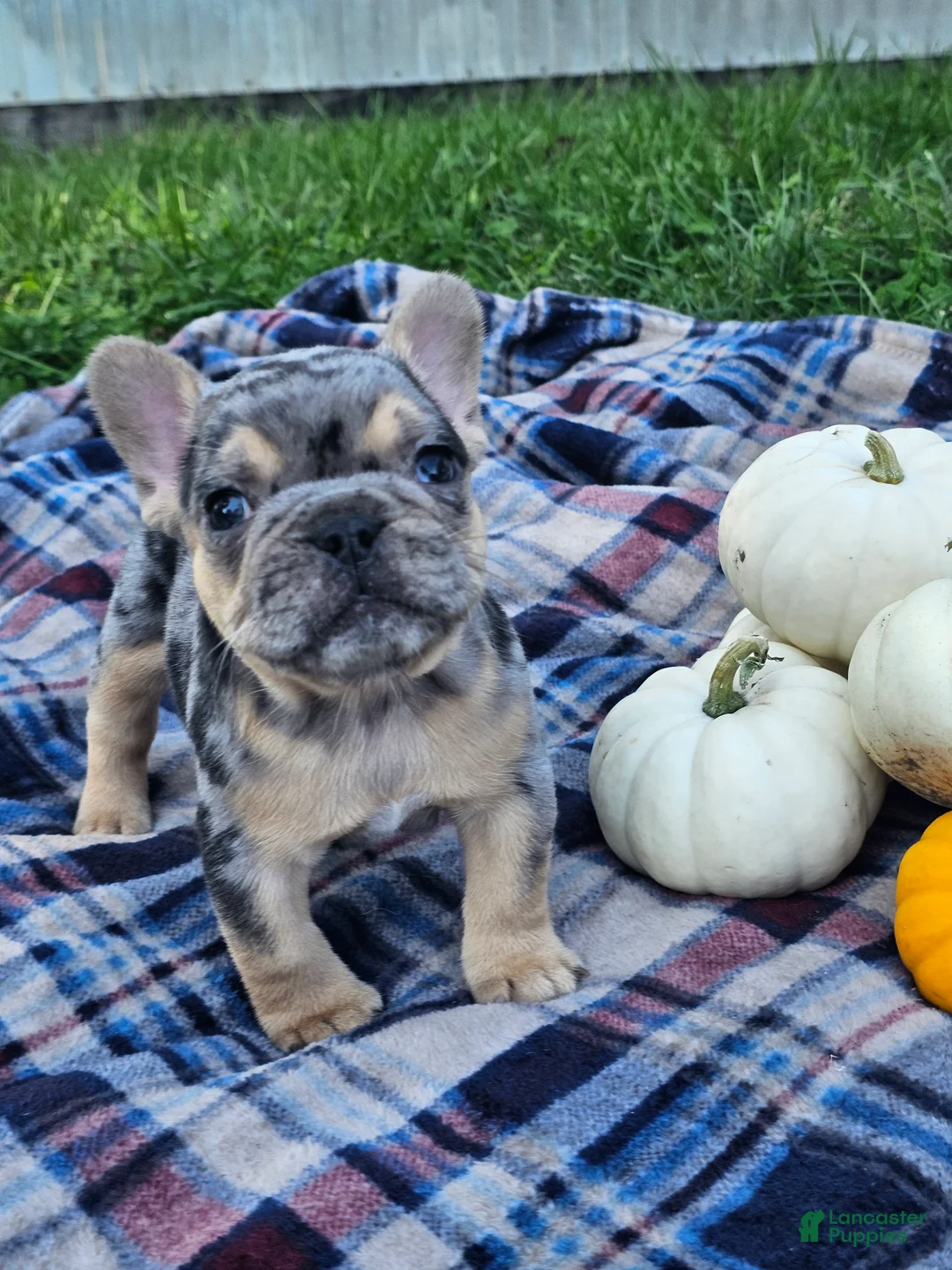 French Bulldog dogs for sale: Quarter - Ad 2