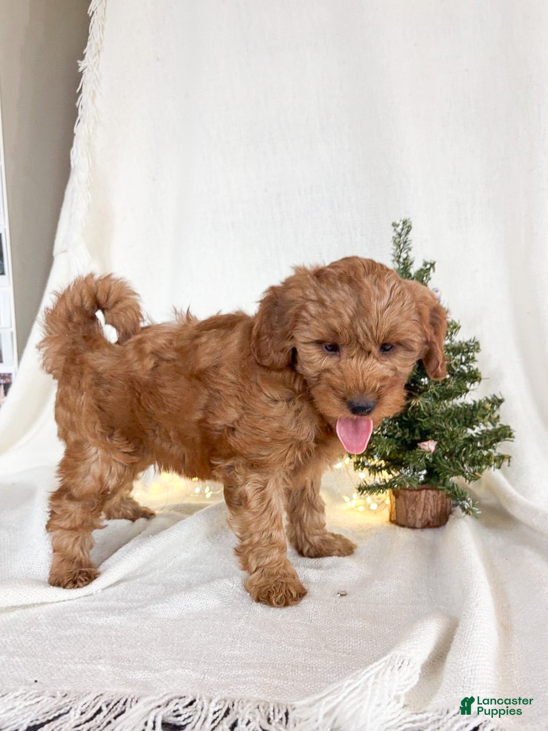 Goldendoodle dogs for sale: Luna - Ad 10