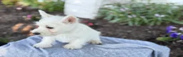 West Highland Terrier dogs for sale: Atlas - Ad 2