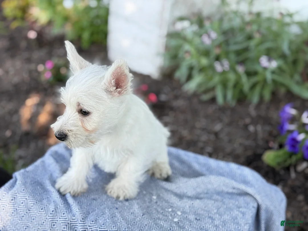West Highland Terrier dogs for sale: Atlas - Ad 2
