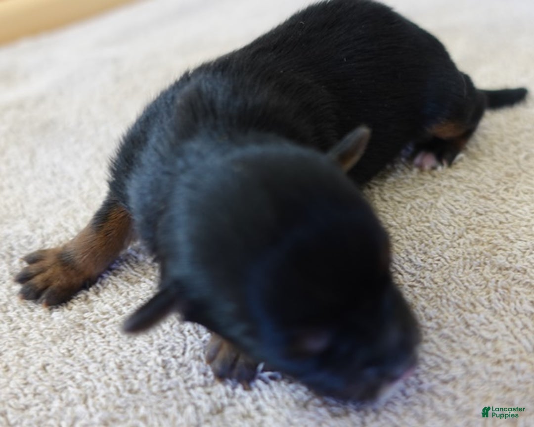 Yorkshire Terrier dogs for sale: Zephyr solid black face - Ad 8