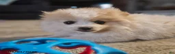 Pomeranian dogs for sale: Cassie   - Ad 7
