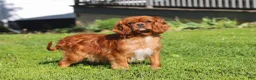 Cavapoo dogs for sale: Percy - Ad 11
