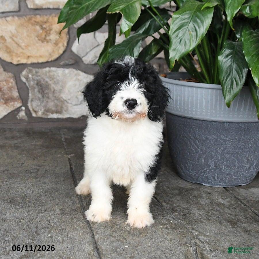 Double Doodle dogs Misty - Ad 1