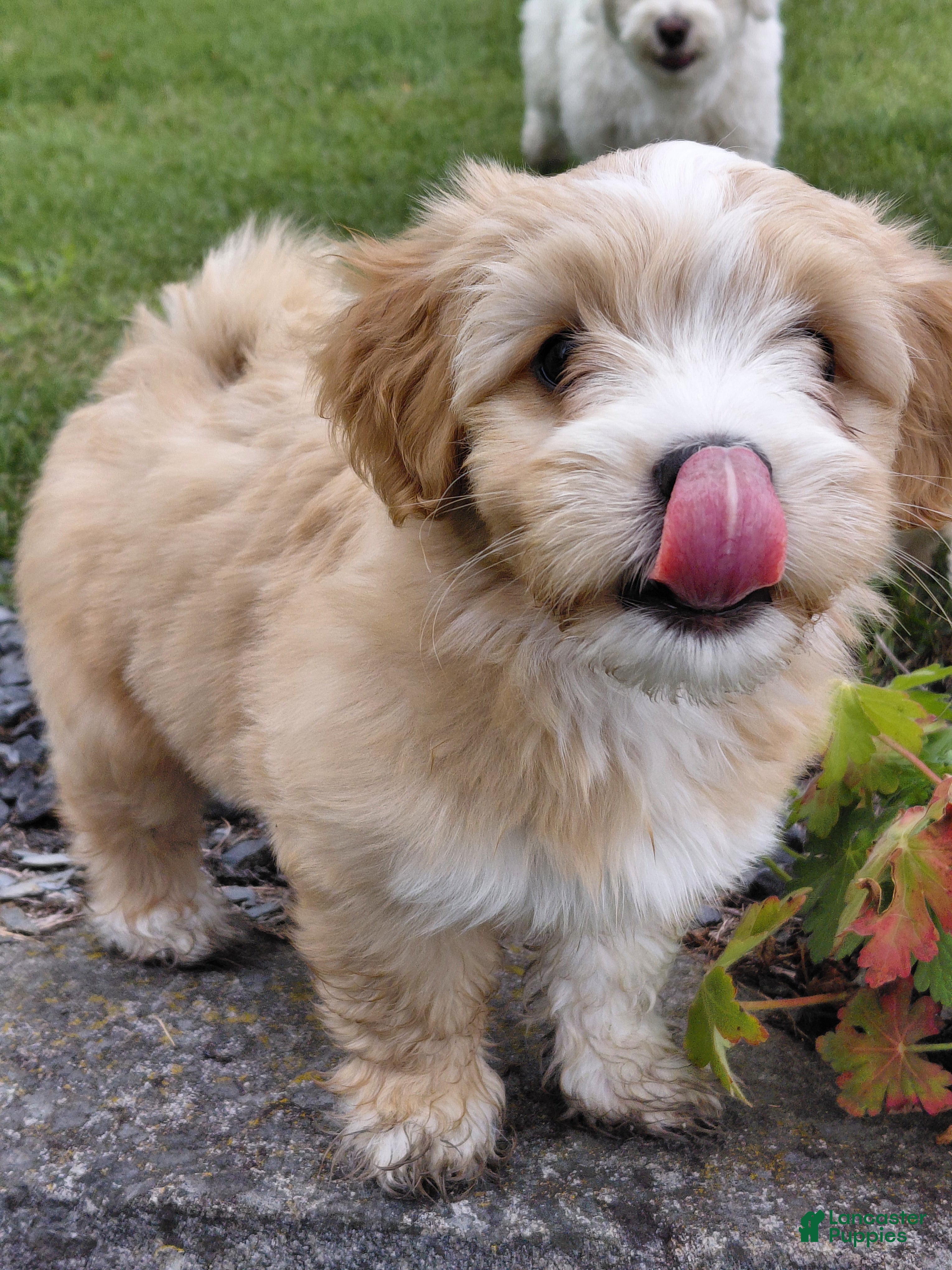 Mixed Breed dogs Samson - Ad 34