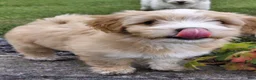 Mixed Breed dogs for sale: Samson - Ad 1