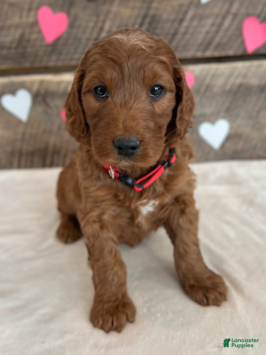 Irish Doodle dogs for sale: Scarlett - Ad 3
