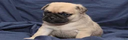 Puggle dogs for sale: Theo - Ad 4