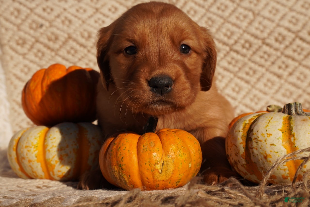 Golden Retriever dogs for sale: Missy - AKC, Genetically Clear - Ad 2