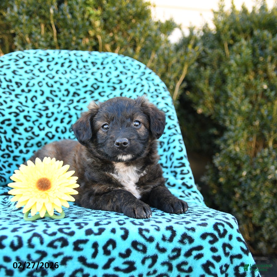 Mixed Breed dogs Lilac - Ad 2