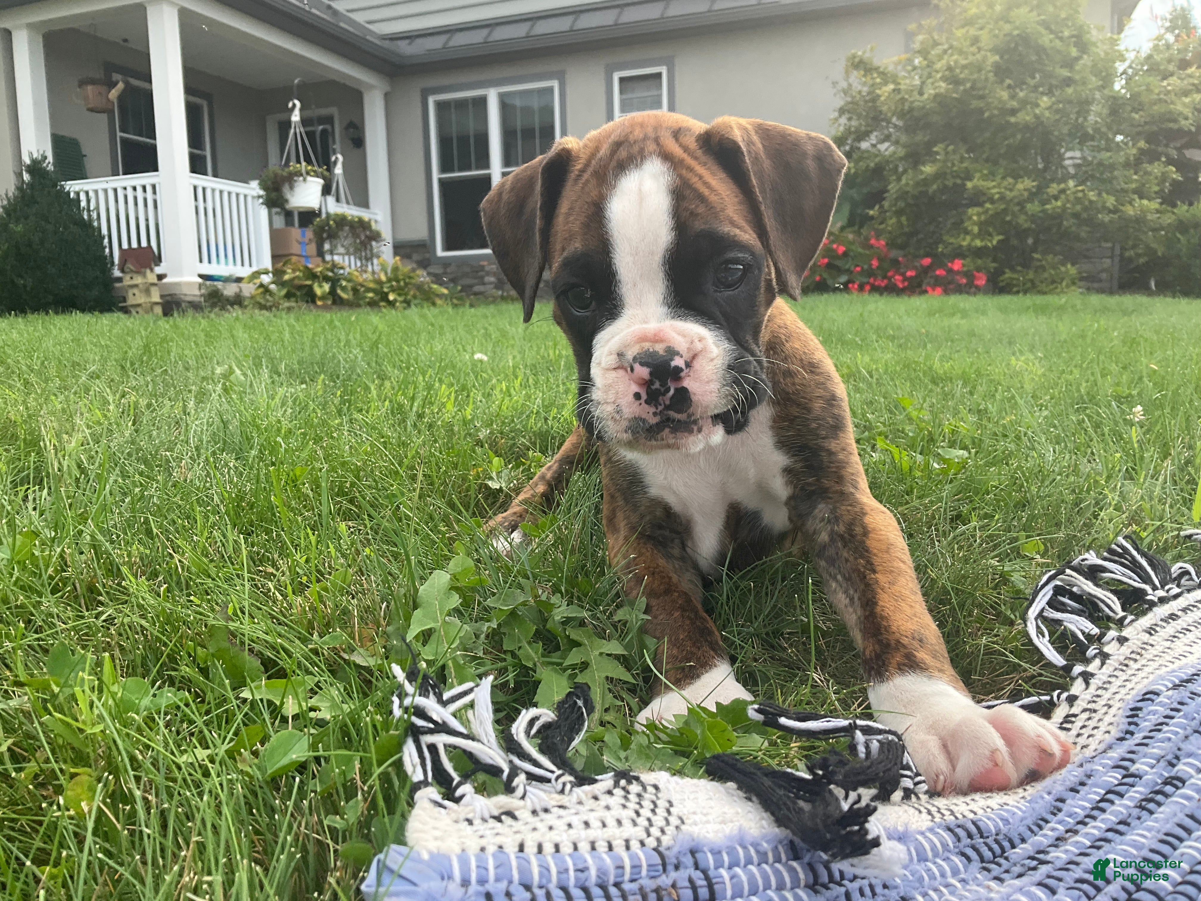 Boxer dogs Koby - Ad 1