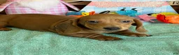 Dachshund dogs for sale: Melba - Ad 3