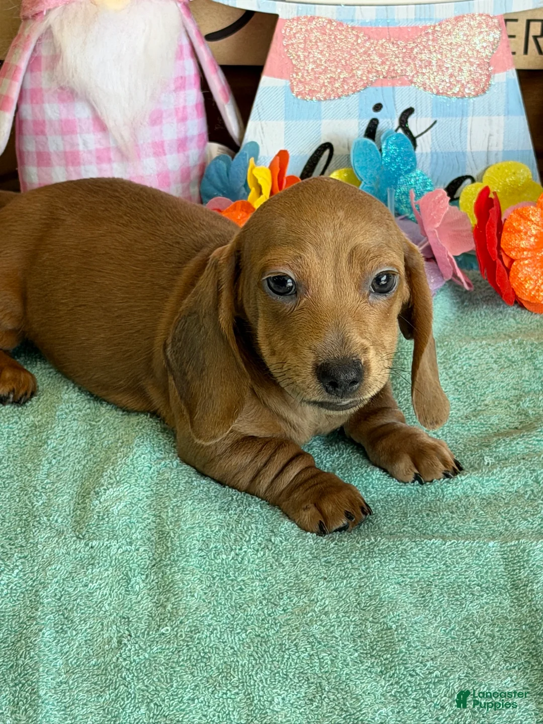 Dachshund dogs for sale: Melba - Ad 3