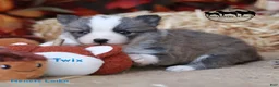Nenets Herding Laika dogs for sale: Twix - Ad 2