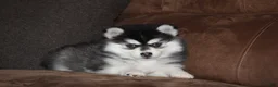 Pomsky dogs for sale: Kate READY NOW  - Ad 3