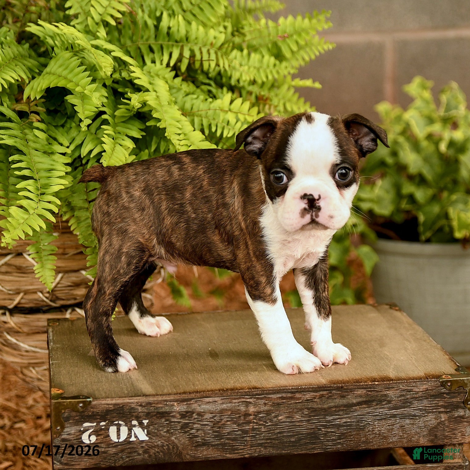 Boston Terrier dogs Davy - Ad 2