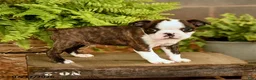 Boston Terrier dogs for sale: Davy - Ad 2