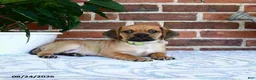 Puggle dogs for sale: Sunnie - Ad 4