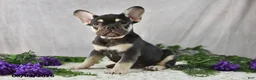 French Bulldog dogs for sale: Harley - Ad 3
