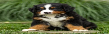 Bryan Bernese Mountain Dog 