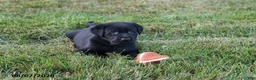 Goldador dogs for sale: Ranger - Ad 3