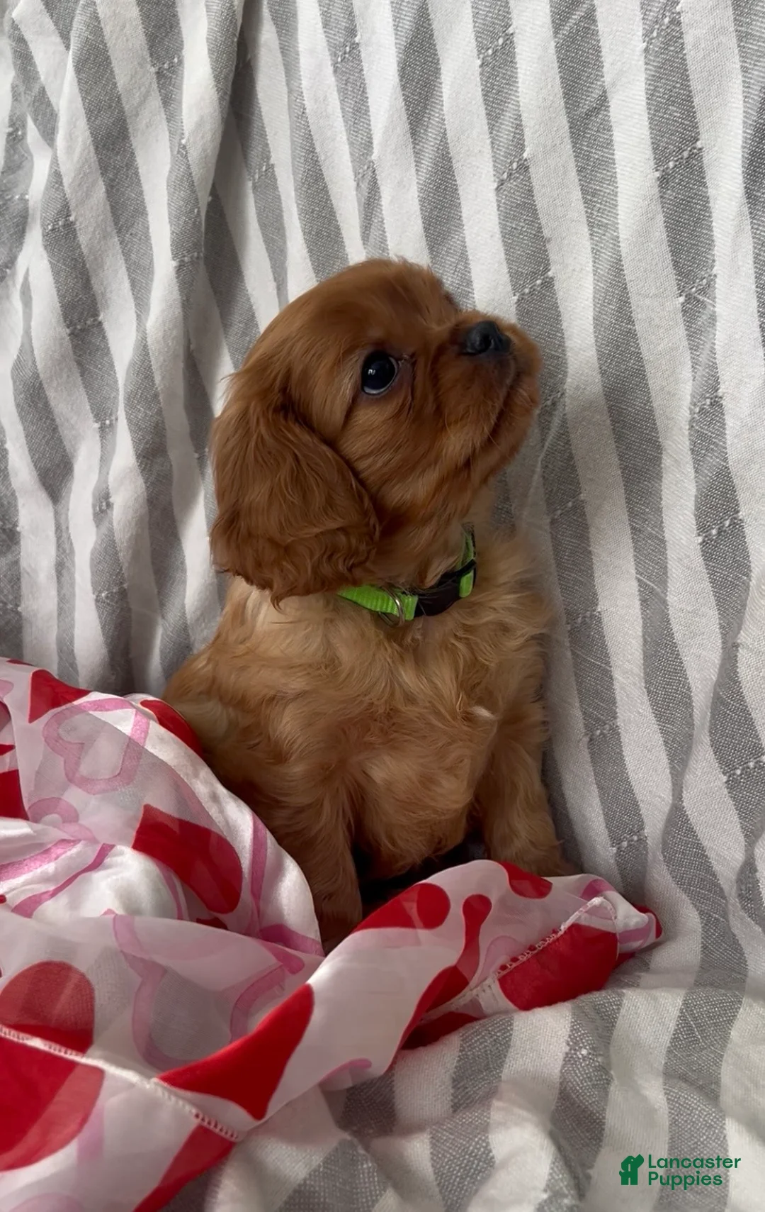 Cavalier King Charles Spaniel dogs for sale: Cavalier King Charles Spaniel Puppy 1 - Ad 2