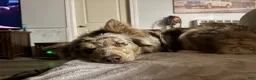 Australian Shepherd dogs for sale: Australian Shepherd Puppy Boy 2 - Ad 2