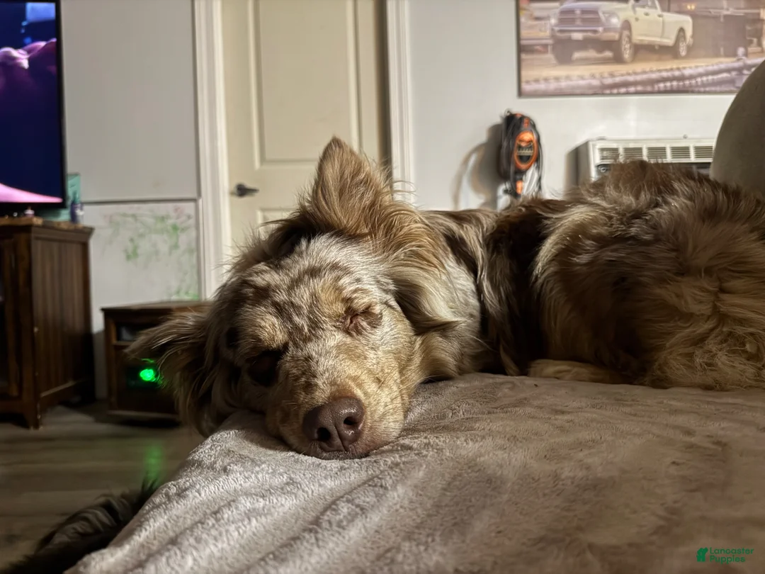 Australian Shepherd dogs for sale: Australian Shepherd Puppy Boy 2 - Ad 2