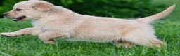 Golden Retriever dogs for sale: Diesel - Ad 13