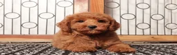 Mini Goldendoodle dogs for sale: Simba Playful Mini Golden Doodle - Ad 1