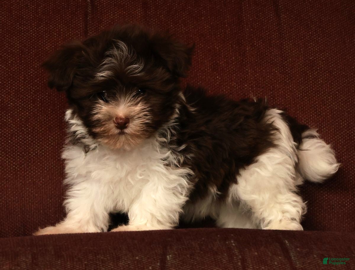 Havanese dogs for sale: Max - Ad 9