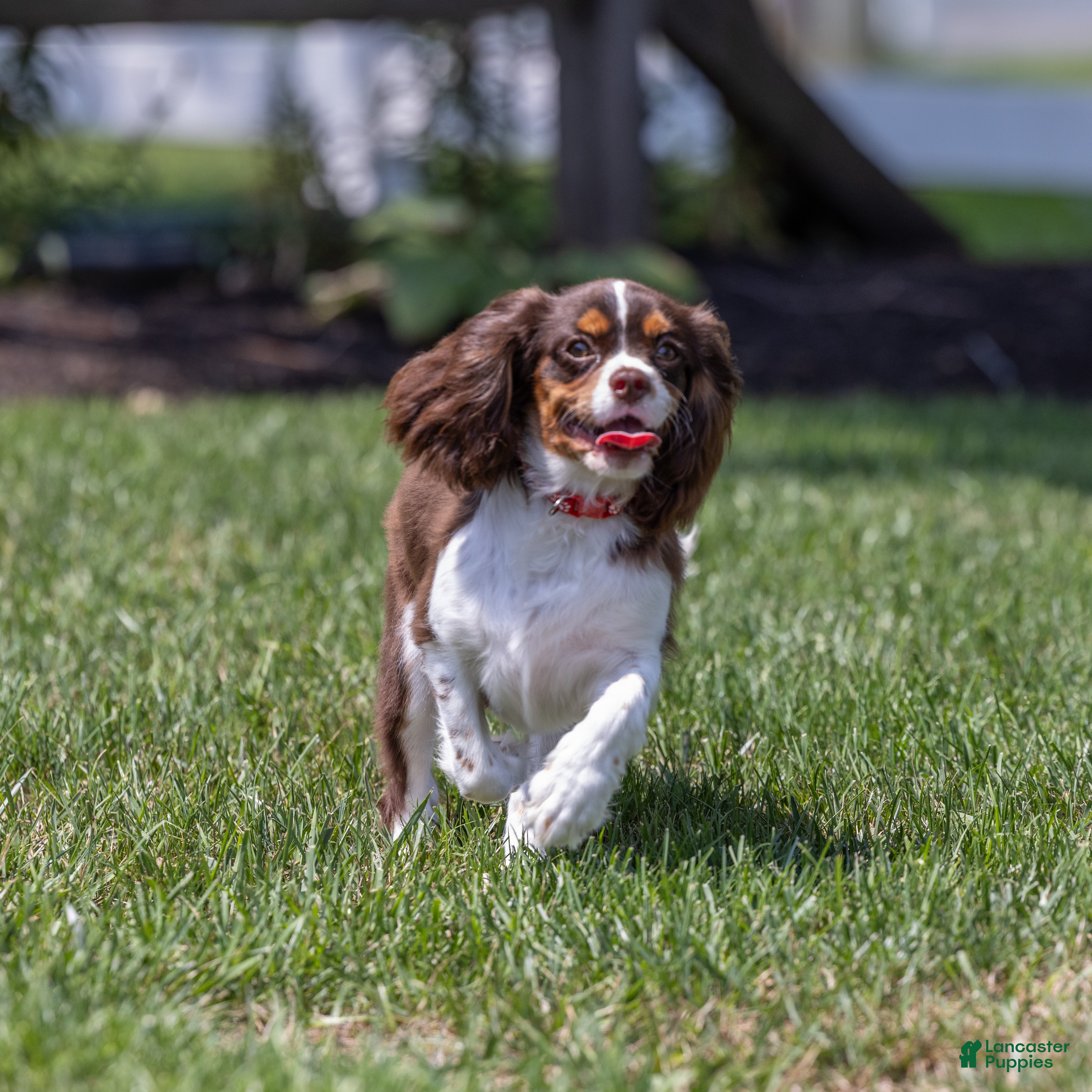 Cavalier King Charles Spaniel dogs Harley Davidson  - Ad 1