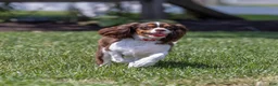Cavalier King Charles Spaniel dogs for sale: Harley Davidson  - Ad 1
