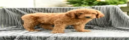 Goldendoodle dogs for sale: Freddie - Ad 4