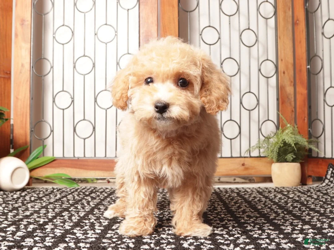 Maltipoo dogs for sale: Sherry Gentle Maltipoo - Ad 4