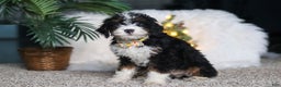 Mini Bernedoodle dogs for sale: Alvin - Ad 4