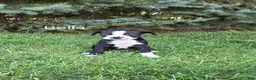 Boston Terrier dogs for sale: Bella - Ad 1