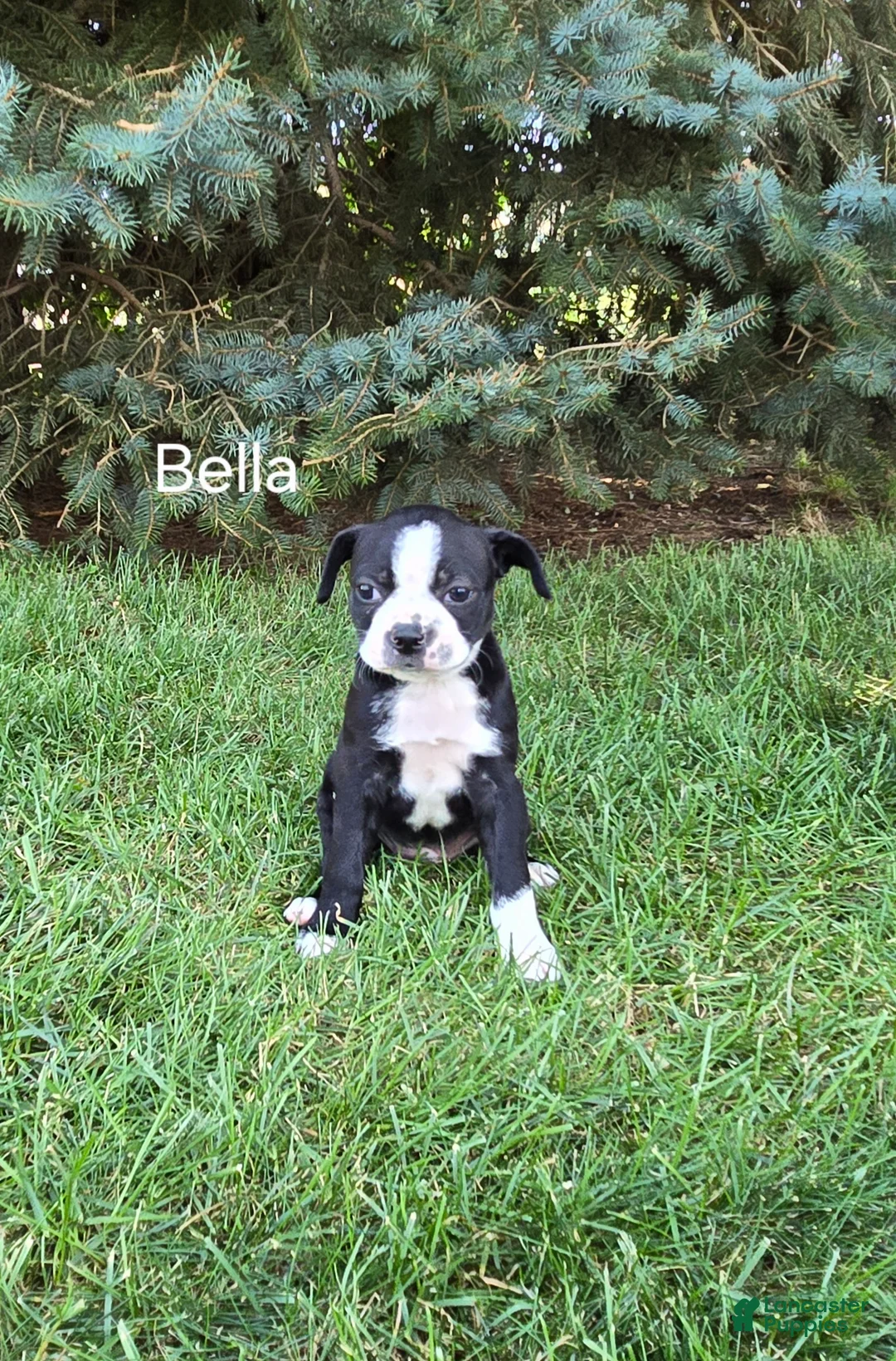 Boston Terrier dogs for sale: Bella - Ad 1