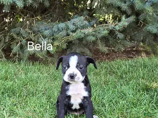 Boston Terrier dogs Bella - Ad 27