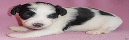 Schnoodle dogs for sale: Roxie - Ad 3
