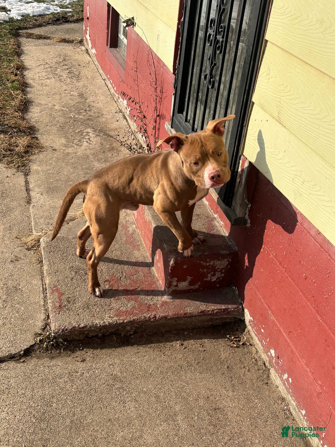 American Staffordshire Terrier dogs for sale: American Staffordshire Terrier Puppy 3 - Ad 6