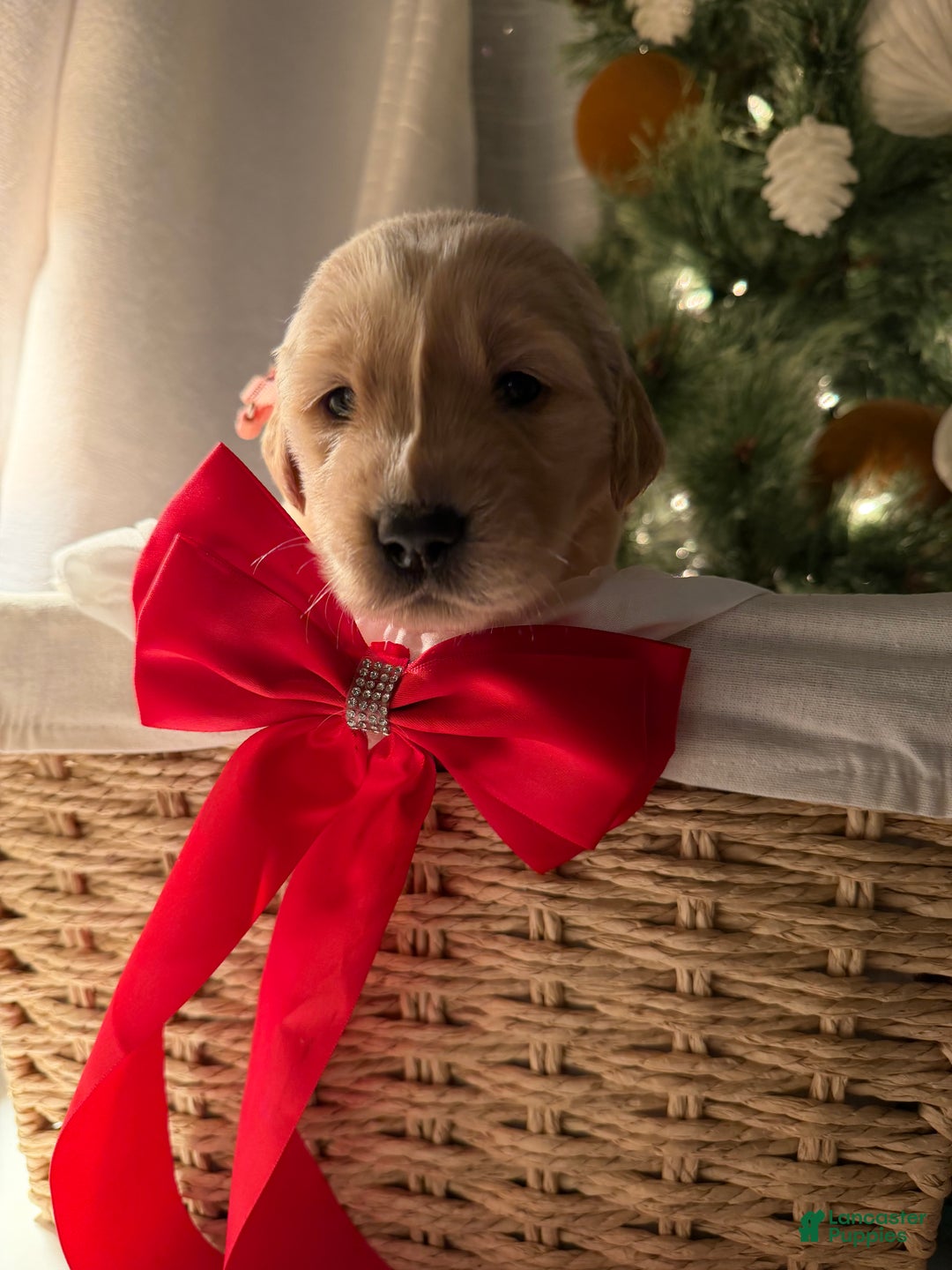 Golden Retriever dogs for sale: Violet - Ad 1