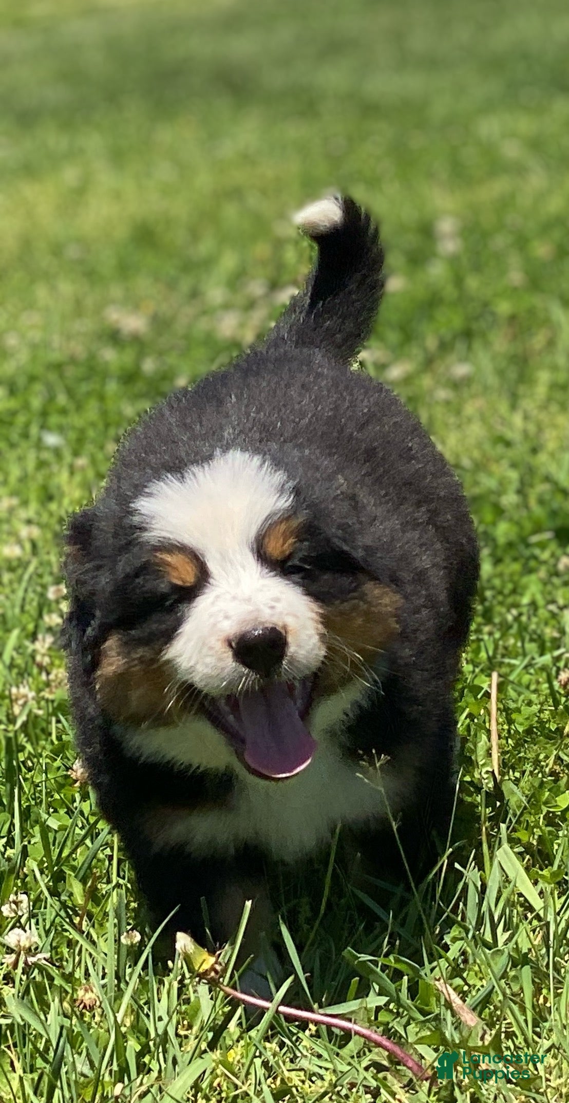 Mixed Breed dogs for sale: ♥️SWEET BERNIE♥️ - Ad 1
