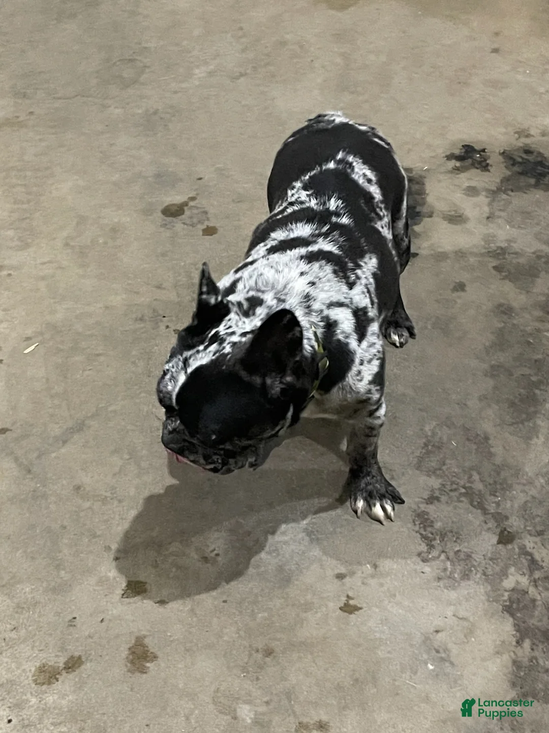 French Bulldog dogs for sale: French Bulldog Puppy 1 - Ad 4