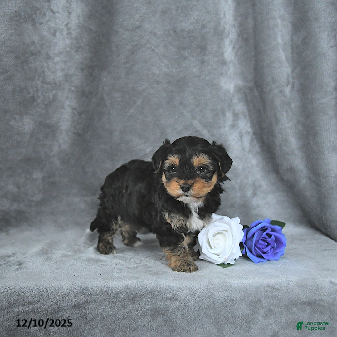 Mixed Breed dogs for sale: Santa EXTRA SMALL - Ad 4