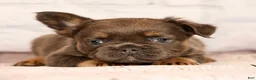 French Bulldog dogs for sale: Louie - Ad 3